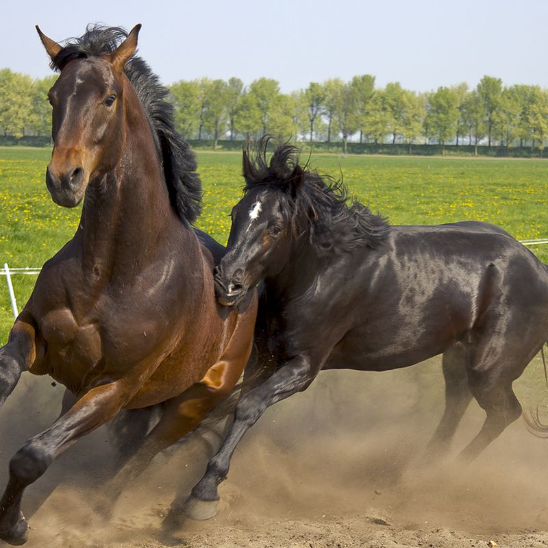 14 Fun Facts About Broncos | Science| Smithsonian Magazine