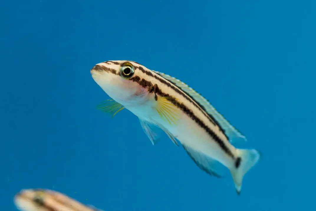 a black and yellow striped cichlid fish with a white belly