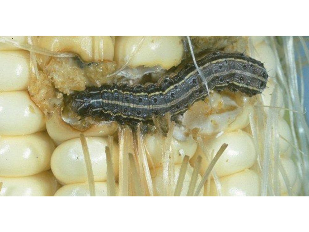 Fall Armyworm