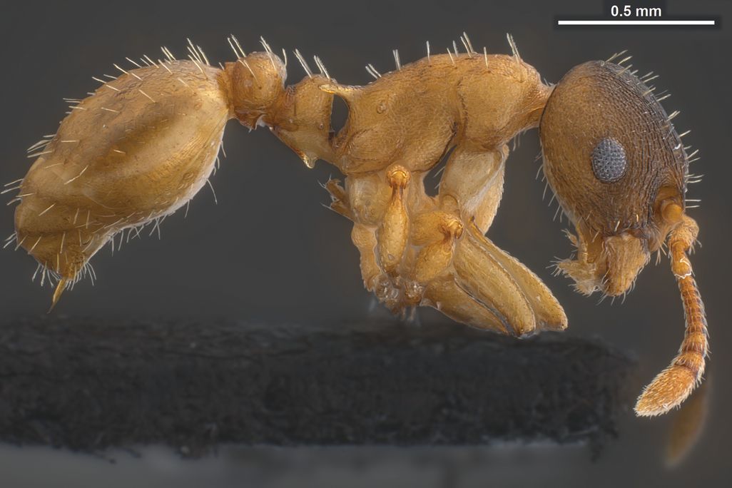 0000ant.jpg