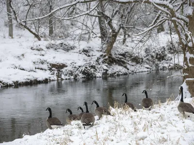 Wide shot of snowy forest and a line of seven Canadian geese on the shore of a stream.
