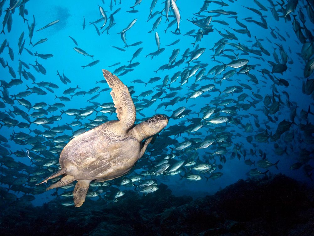 Sea Turtle