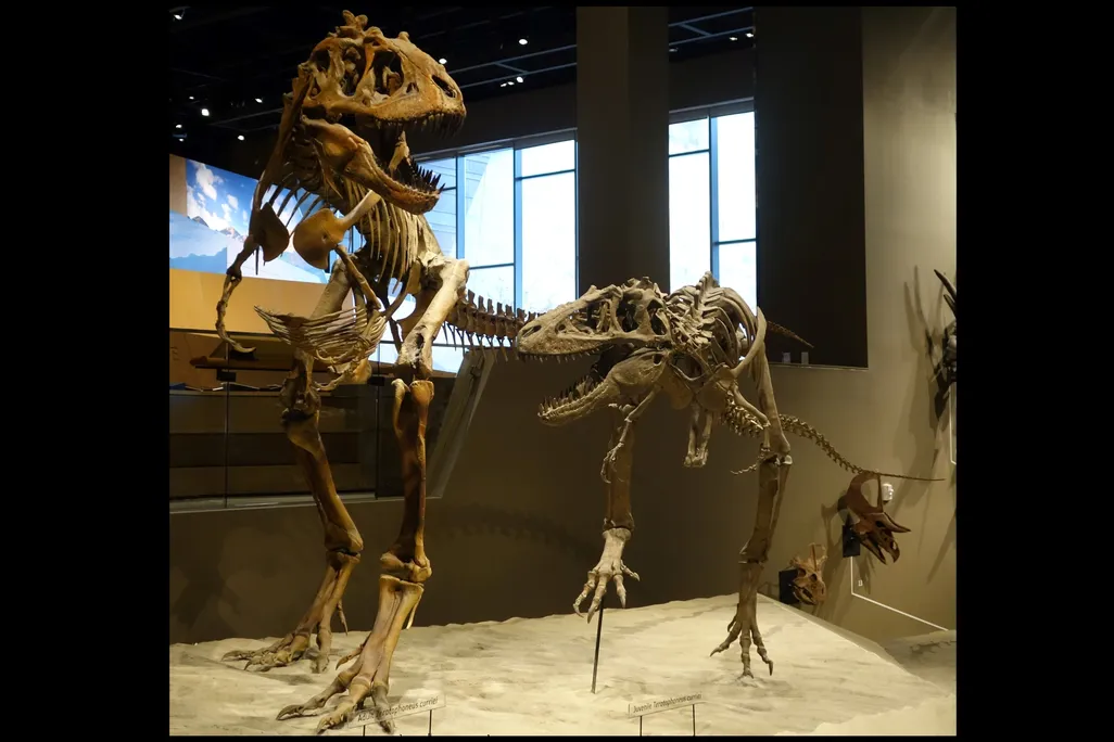 Teratophoneus curriei