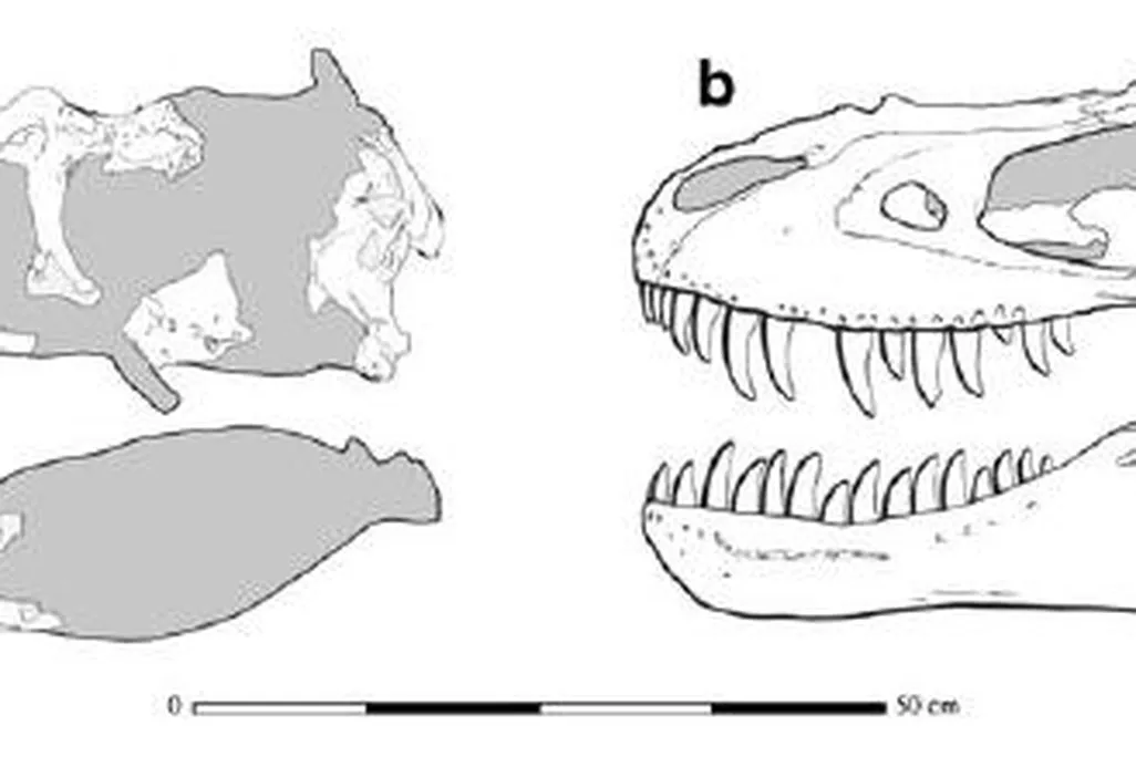 20110520083302teratophoneus-skull-reconstruction.jpg