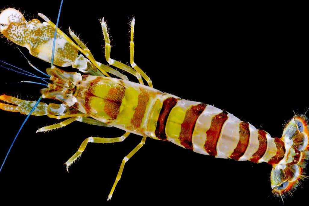 Rock Shrim