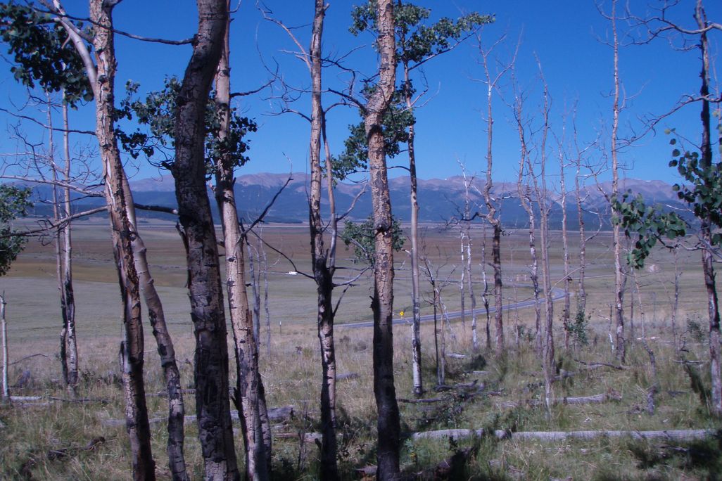 Populus tremuloides