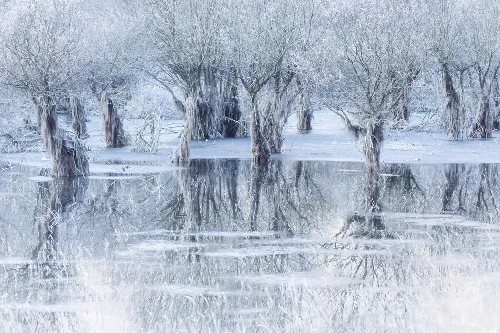 A photo of a frozen wintry lake with partially submerged willow trees.