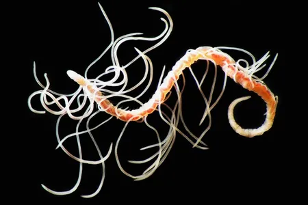A pink and yellow worm is covered in several tangled strands of string-like gills.