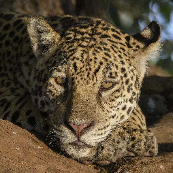 Jaguar Cub thumbnail