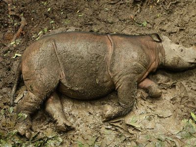 Puntung wallowing in mud as a calf.
