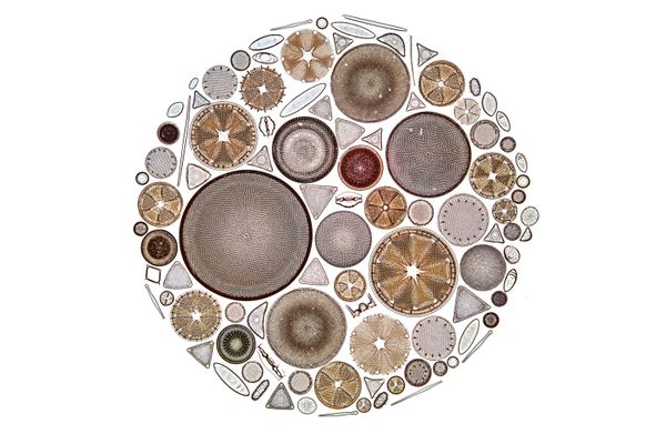 Arrangement of diatoms, 1.5 mm in diameter under the microscope. thumbnail