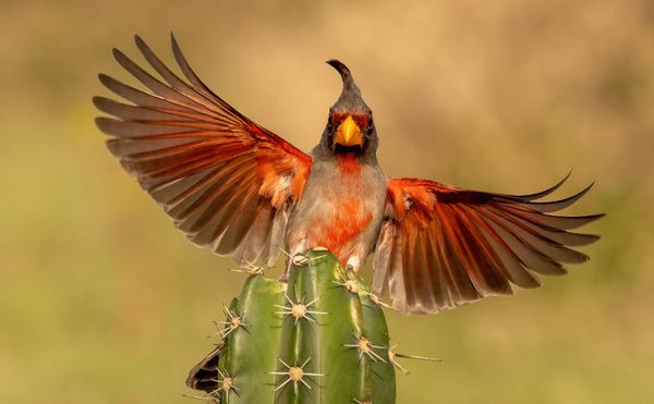 Northern Cardinal landing on cactus. thumbnail
