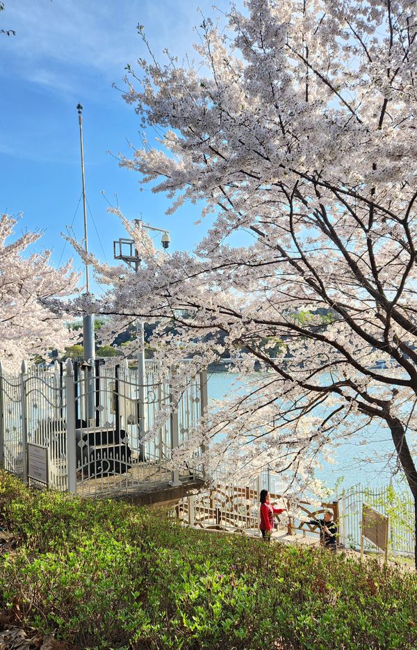 Cherry blossom in Korea thumbnail