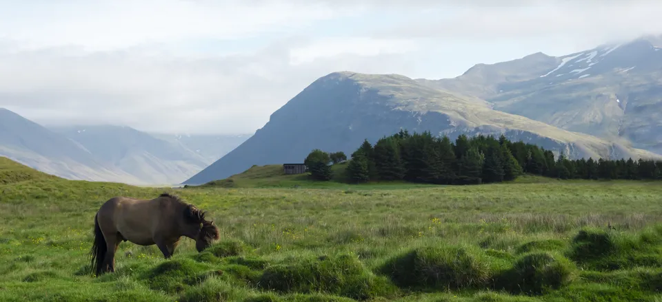  Landscape with Icelandic pony 