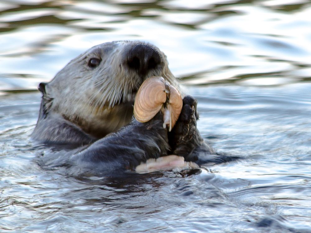 sea otters eating clams