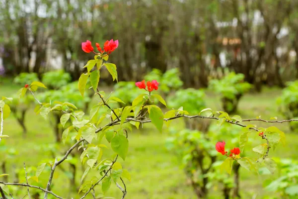 Spring Awakens thumbnail