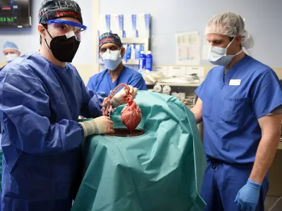 Surgeon Bartley Griffith examines the pig heart before the transplant.