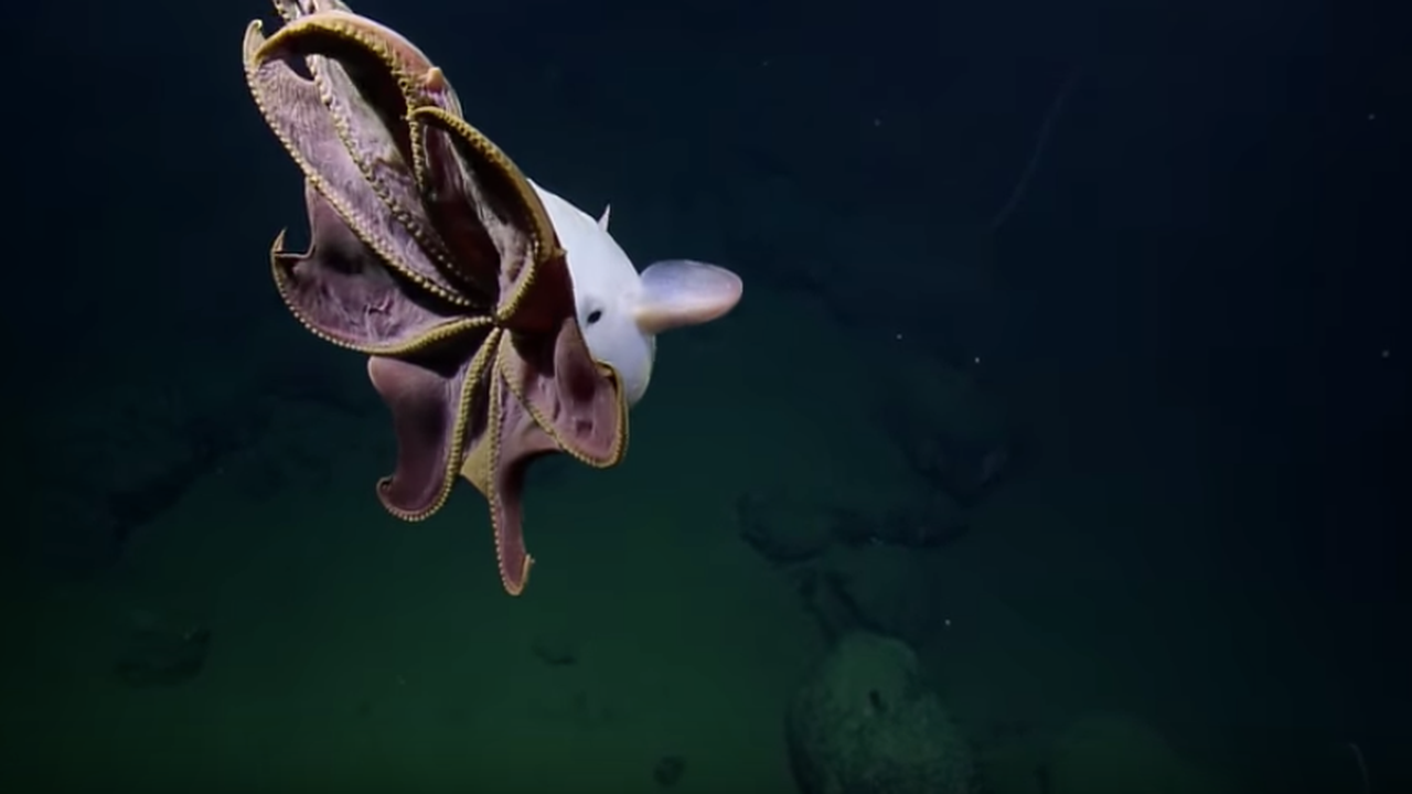 dumbo octopus eggs
