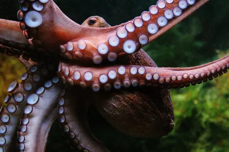The otherworldly form of the octopus has inspired millennia of fear and awe from humans.