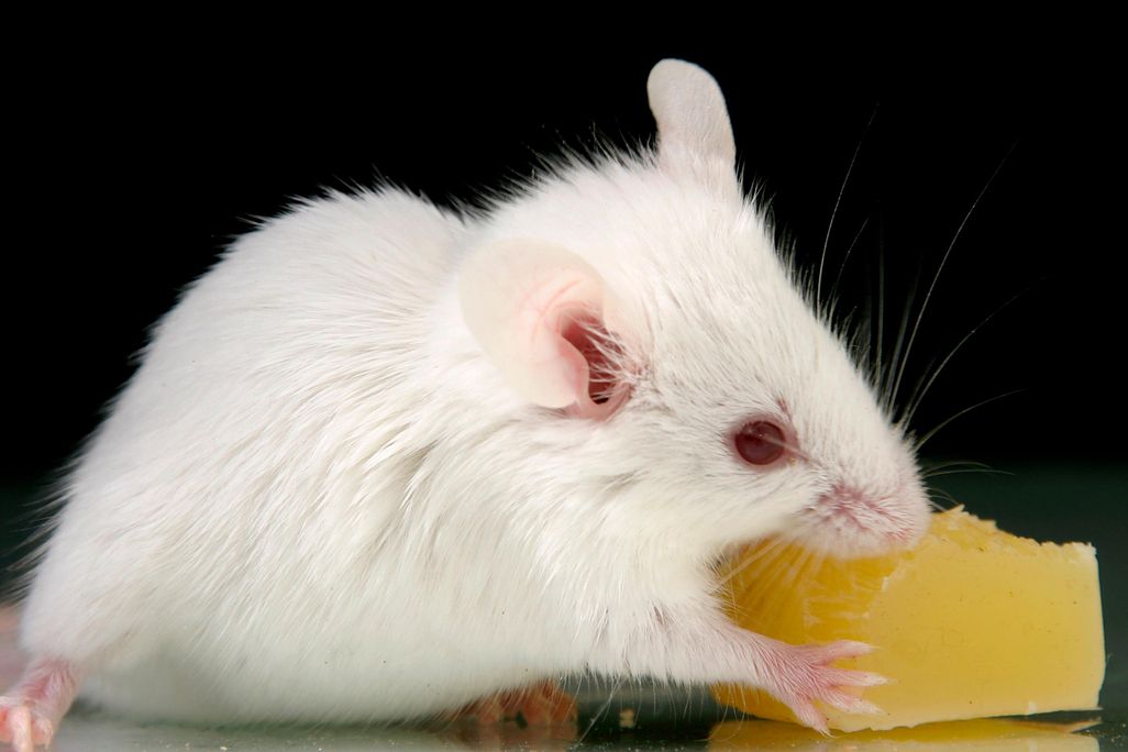 A white mouse nibbling on cheese