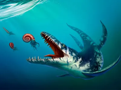 A Kronosaurus, one of the top predators in Cretaceous-era tropical oceans, prepares to feast on an ammonite.