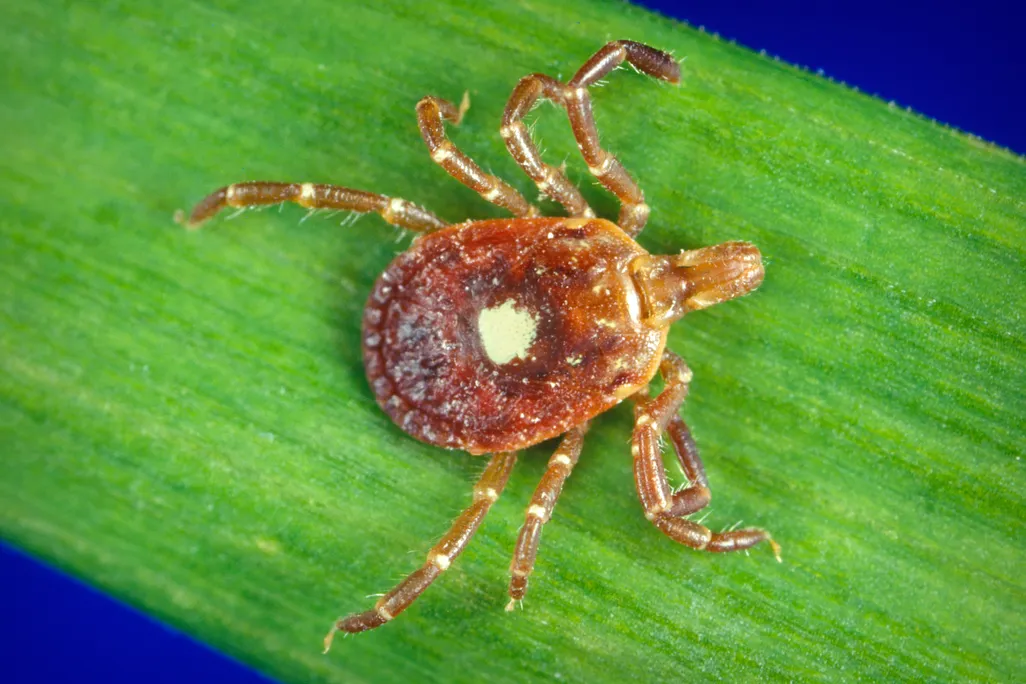 Lone start tick on green leaf