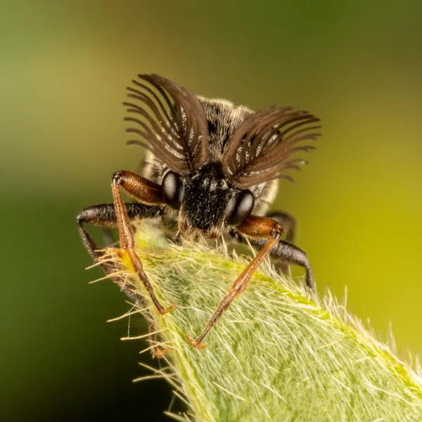 Wedge-shaped Beetle thumbnail