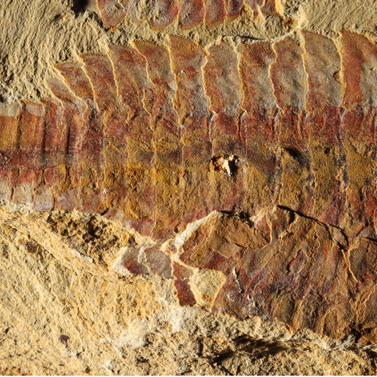 ※希少 Fuxianhuia protensa 化石 フクシアンフイア Oldest Fossilized Heart Found…It Belonged to A Shrimp