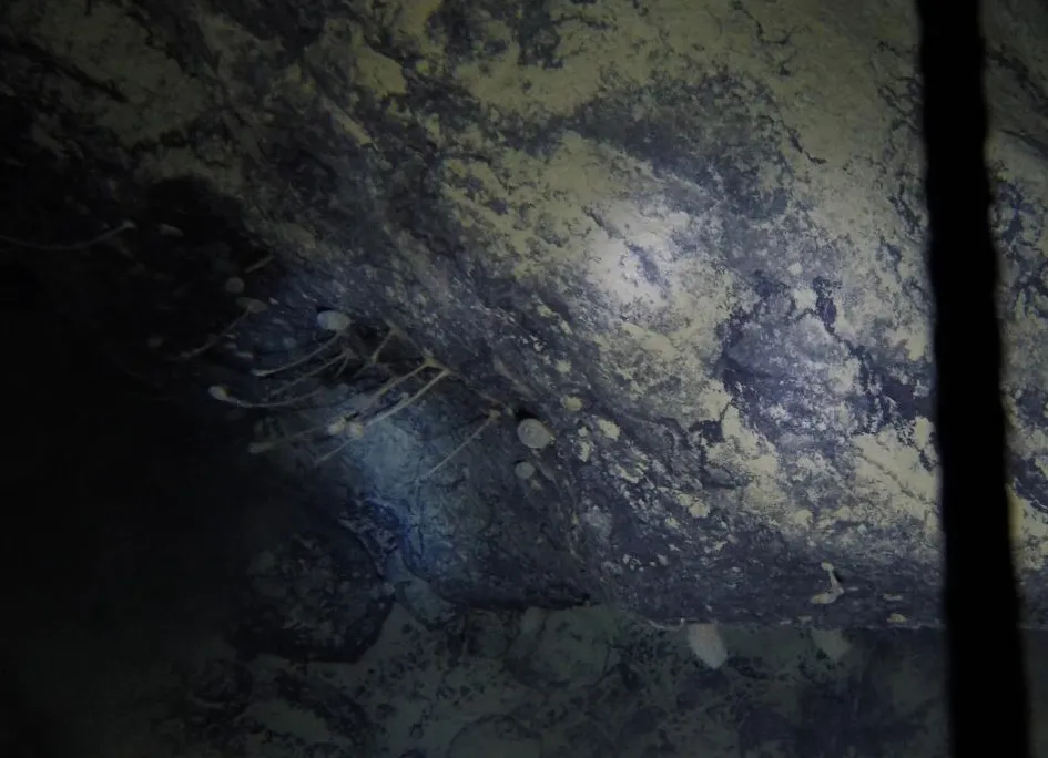 A boulder underwater has thin sponges growing off of it