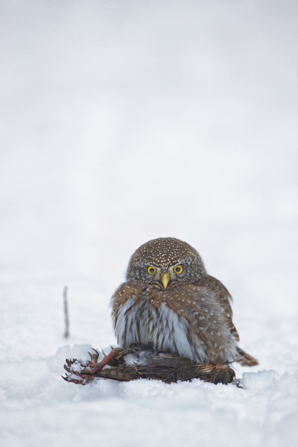 Pygmy Owl on his Starling Dinner. thumbnail