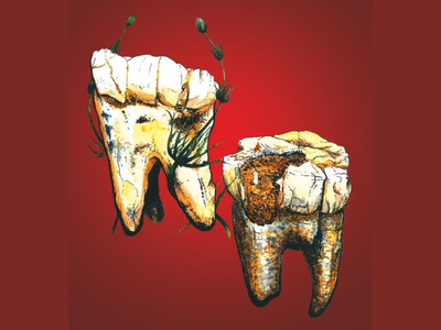 Hand-drawn illustration of two of the seven sampled molars from Australopithecus
