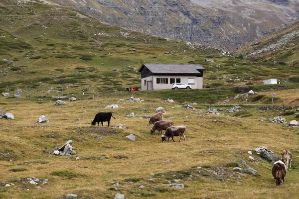 Home On The Range thumbnail