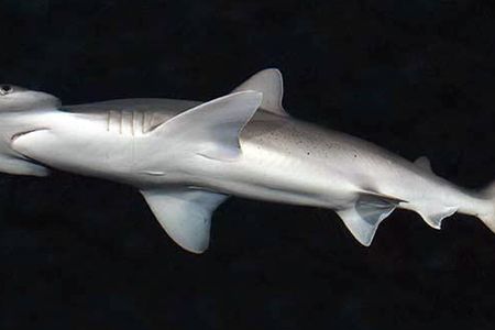 Until now, it’s been unclear whether the bonnethead's seagrass consumption was intentional or the result of indiscriminate feeding
