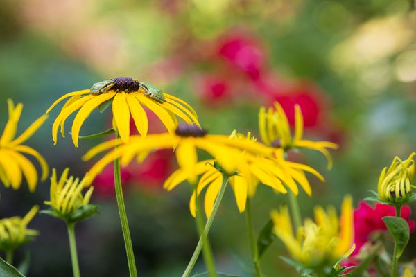 Two Pacific chorus frogs on a Rudbeckia blossom in summer thumbnail