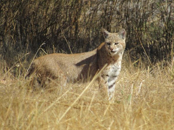 Bobcat at Palo Corona thumbnail