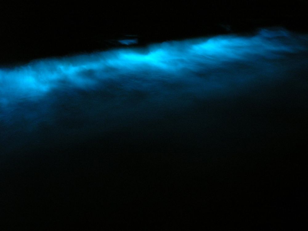 Dinoflagellate_bioluminescence.jpg