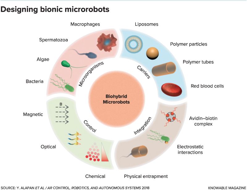 How Tiny, Microbe-Propelled Bots Could Deliver Drugs in Our Bodies