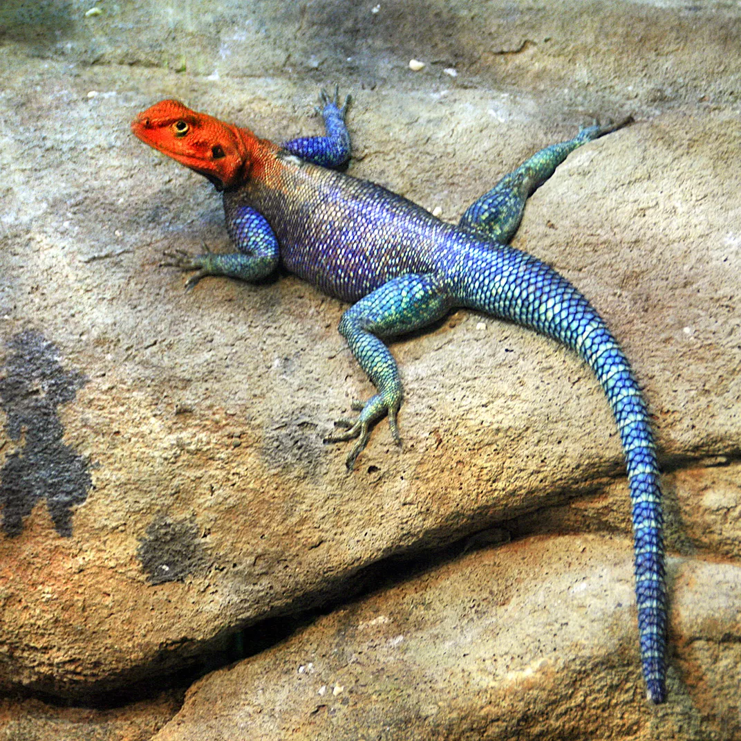 An Agama Lizard surprises us | Smithsonian Photo Contest | Smithsonian ...