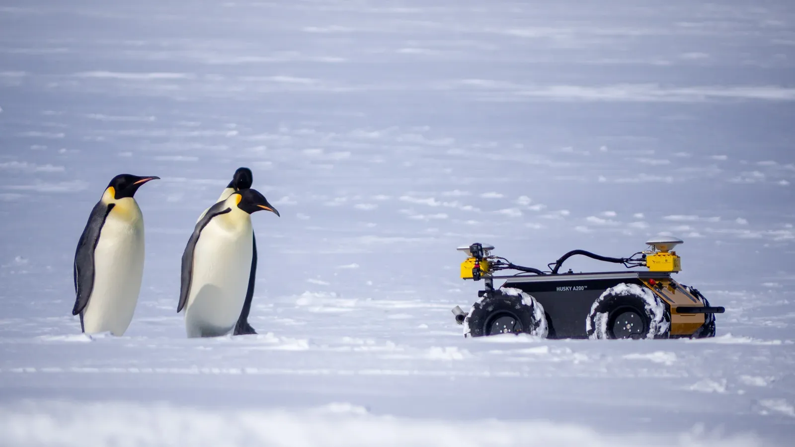 blande Erhvervelse stivhed This Tiny Yellow Robot Spies on Antarctica's Emperor Penguins | Smart News|  Smithsonian Magazine