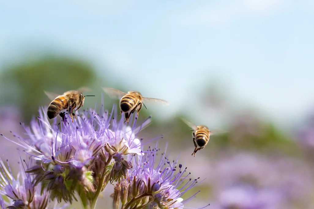 iStock-110719870.jpg