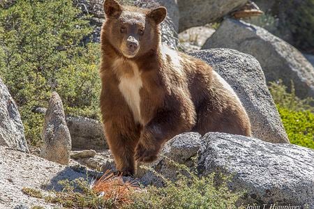 A cinnamon black bear