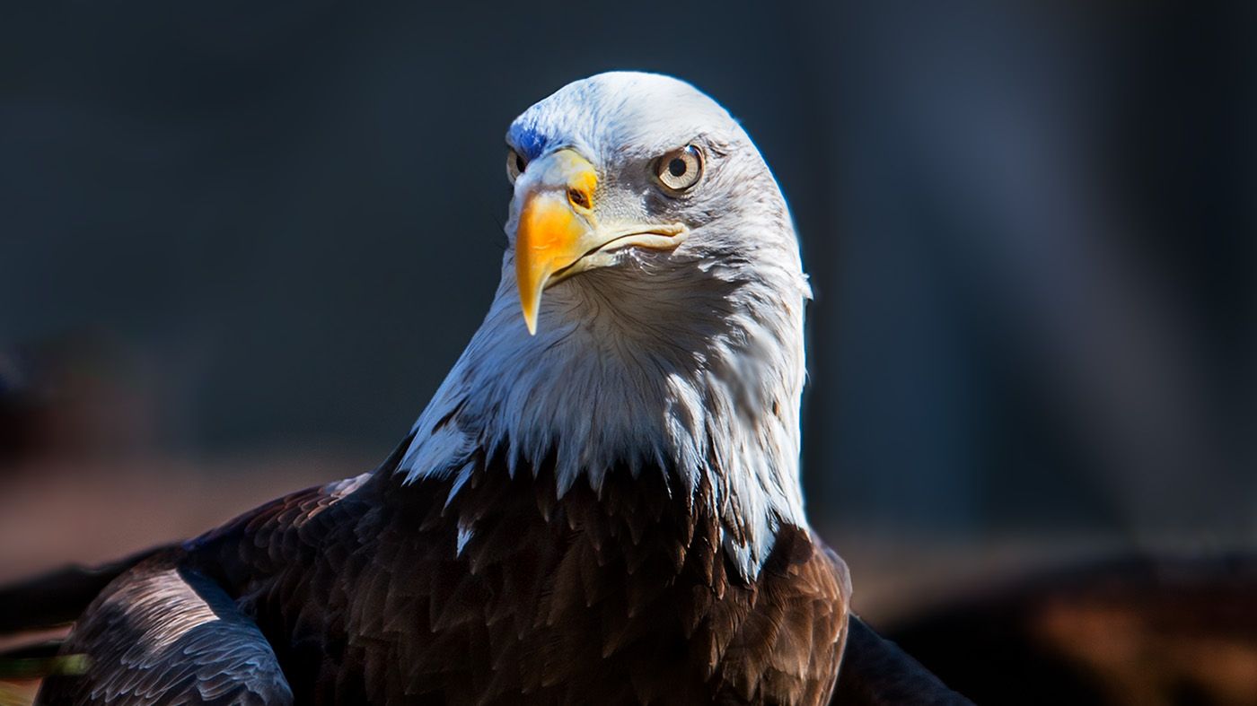 How Well Do You Know America s Bird Nine Fascinating Facts About The 