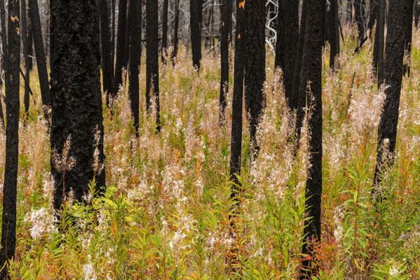 Fireweed and Charred Trees thumbnail