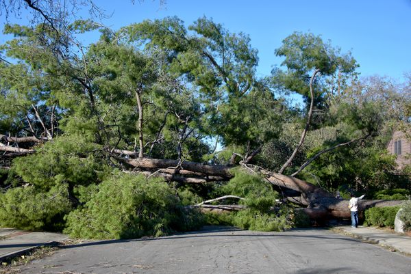 The aftermath of a ferocious wind in Claremont, California. thumbnail