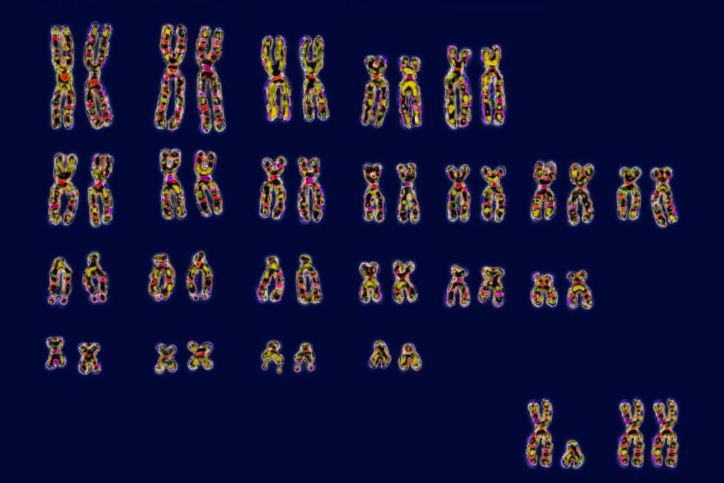An image of the 23 pairs of human chromosomes, with both the XX and XY sex chromosomes