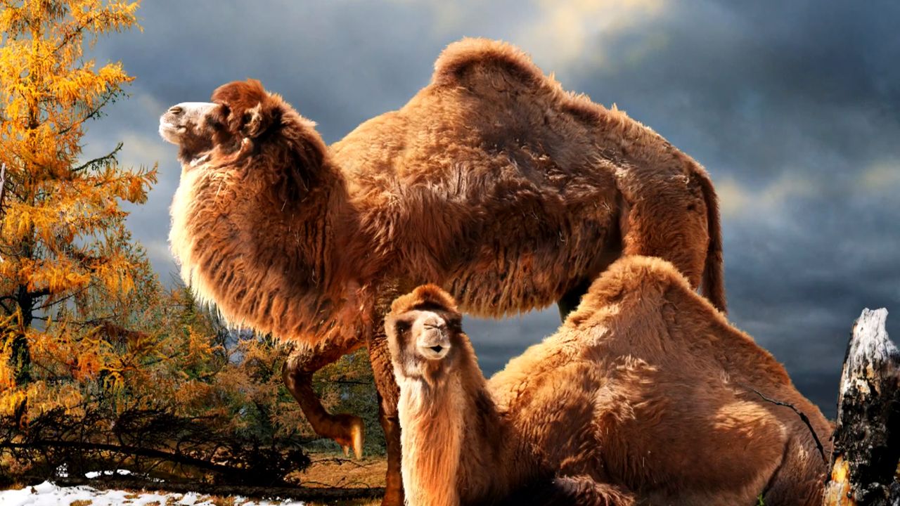2000-Pound Camels Used to Live in the Arctic
