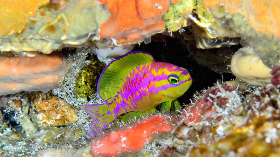 Newly Discovered Neon Fish Species Is Named After Greek Goddess of Love