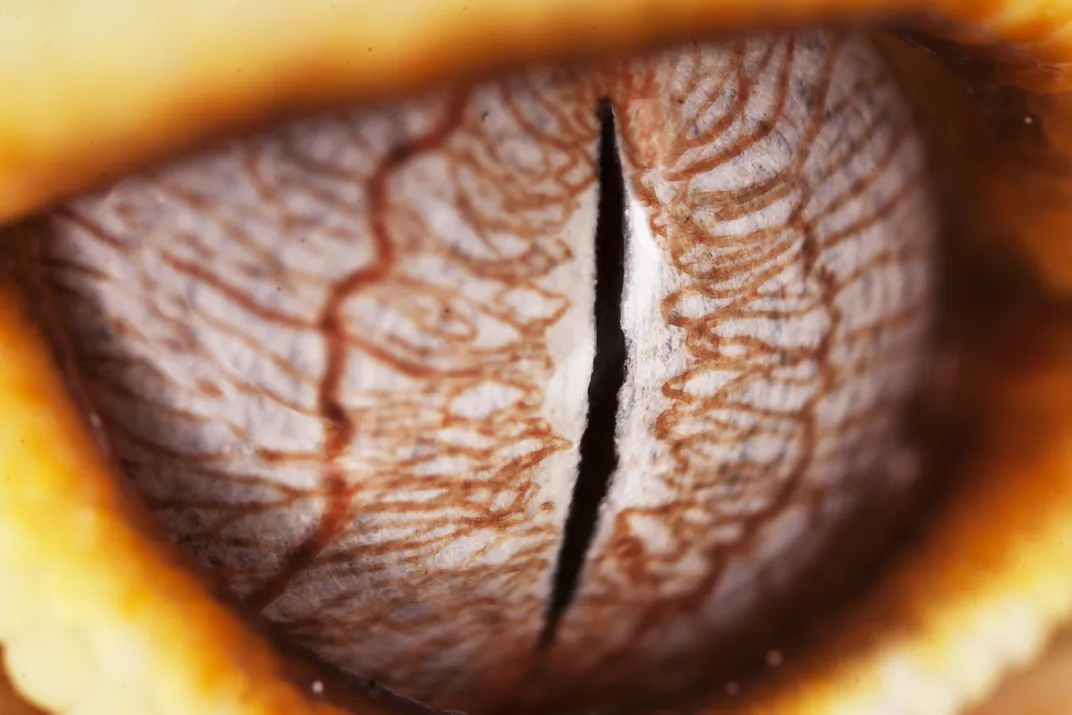 The eye belonging to a captive Eublepharis macularius more commonly as ...