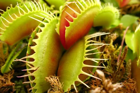Even the venus fly trap, which takes an active role in catching its prey, is almost nothing like us.