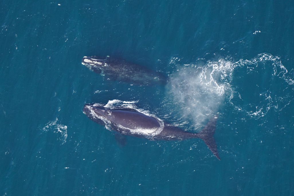 Overhead shot of two whales